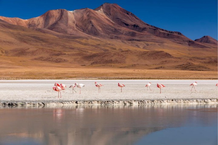 flamingos on lake in andes the southern part of b 2021 09 02 10 55 16 utc 3