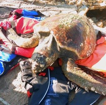 ARTEMIS Archelon1