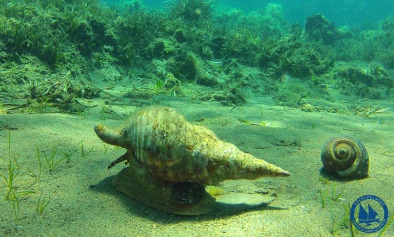 Προστατευόμενα είδη στα μενού εστιατορίων Αθήνας – Πειραιά