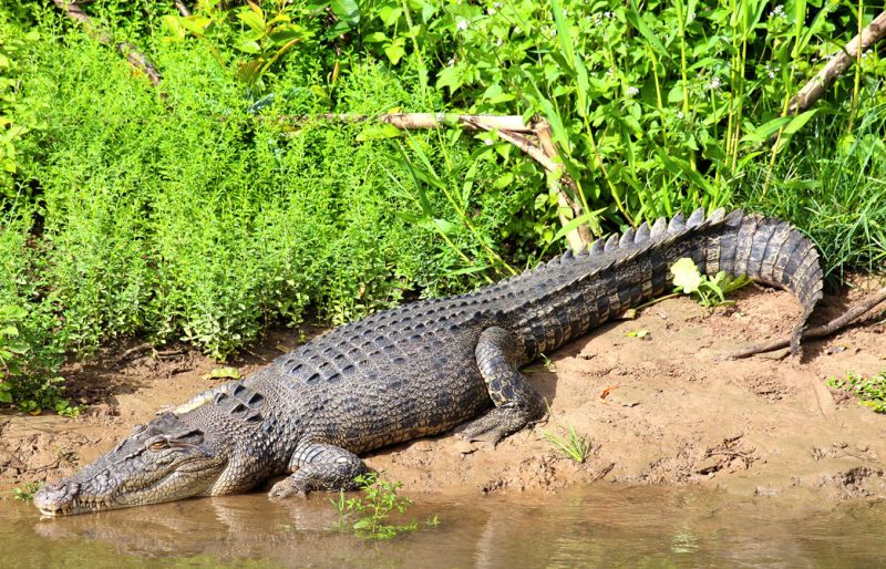 Daintree adventure 2