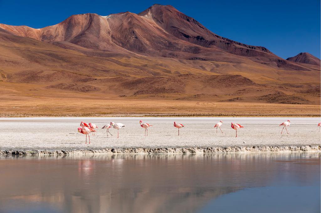 flamingos on lake in andes the southern part of b 2021 09 02 10 55 16 utc 3