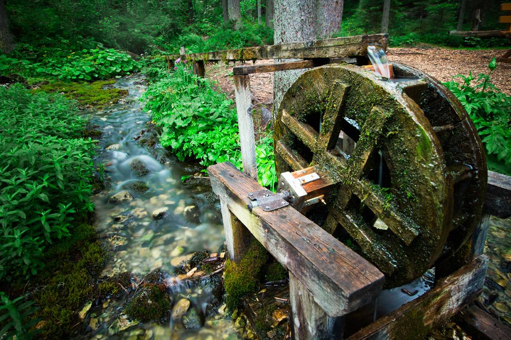 The Magic of the Submerged Forest2