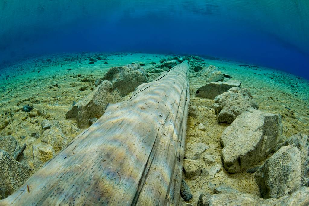 The Magic of the Submerged Forest3