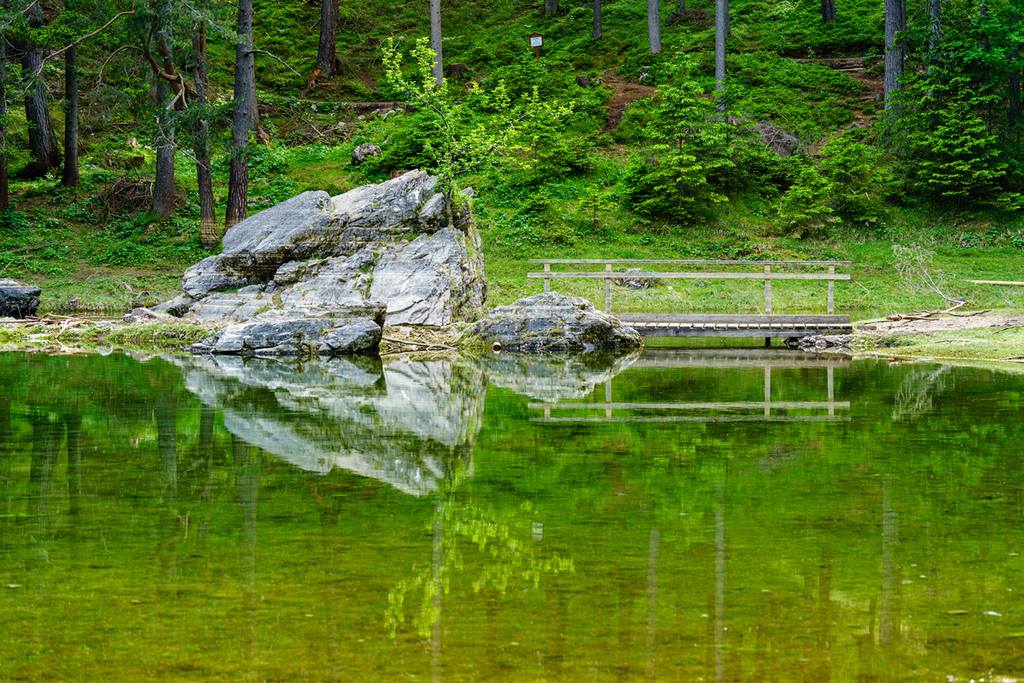 The Magic of the Submerged Forest5