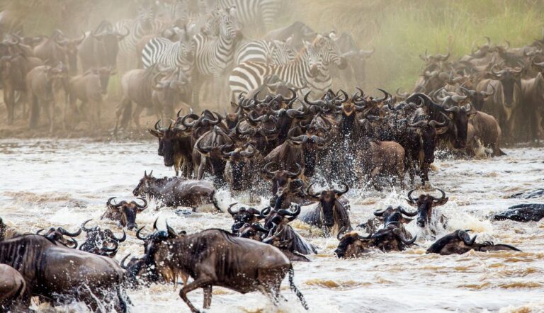 The Great Migration: Africa’s race for life