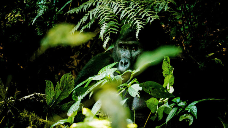 Experience: Gorillas in the Mist